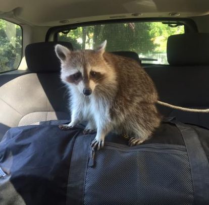 raccoon on bag e1596757488368