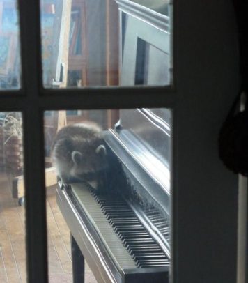 raccoon piano e1596757477952