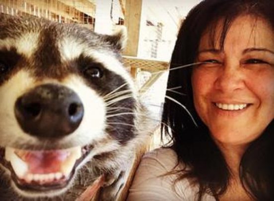 raccoon smile e1596757385530