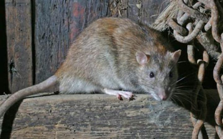 rat on wood e1596839051541