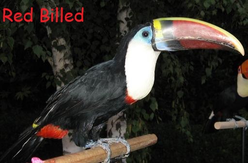 red billed