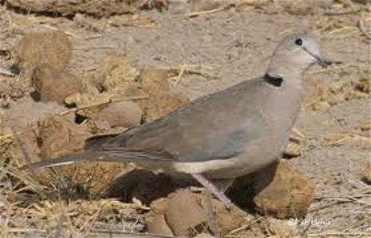 ringneck dove 1 e1597088845725