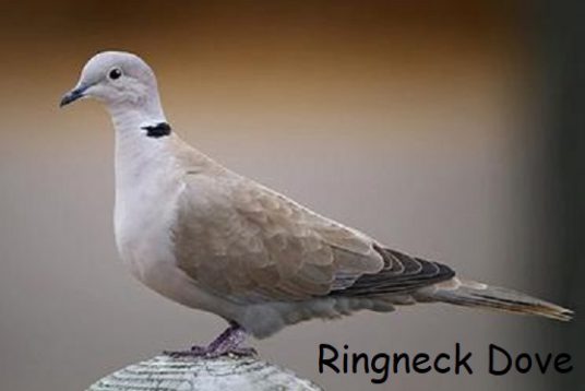 ringneck dove e1597082581264