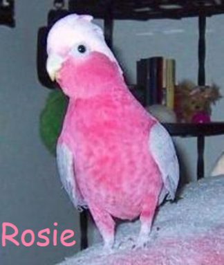 rosie e1597172460466