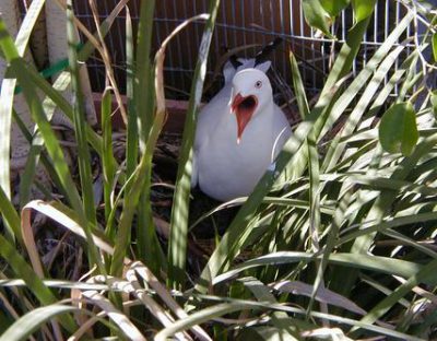 seagull in gras e1597089396812