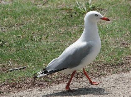 seagull walking