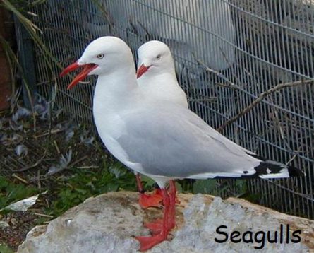 seagulls cover e1597168757599