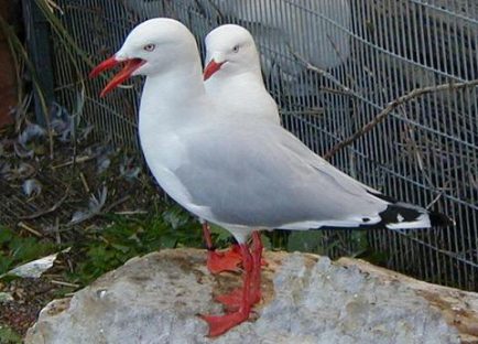 seagulls on rock e1597089487396