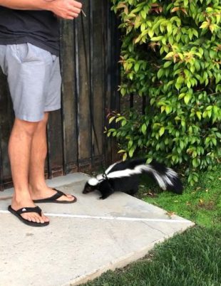 skunk on leash e1596756432927