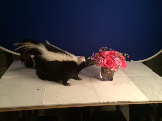 skunk rose e1596756407797