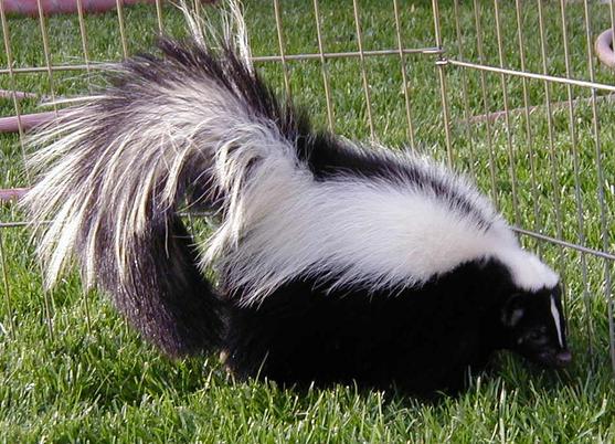 skunk