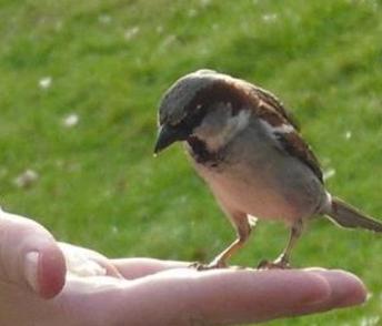 sparrow on hand