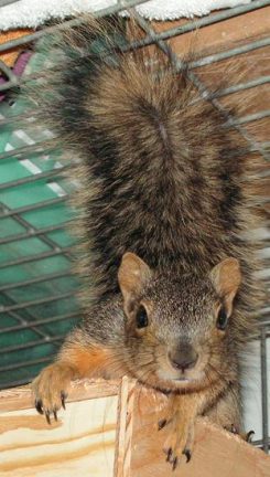 squirrel face e1596755226148