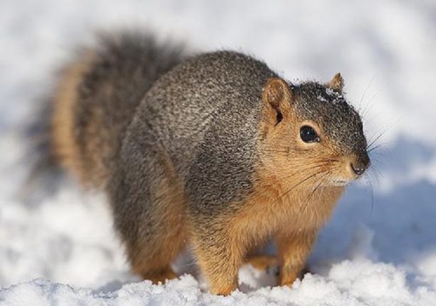 squirrel in snow e1596755259639