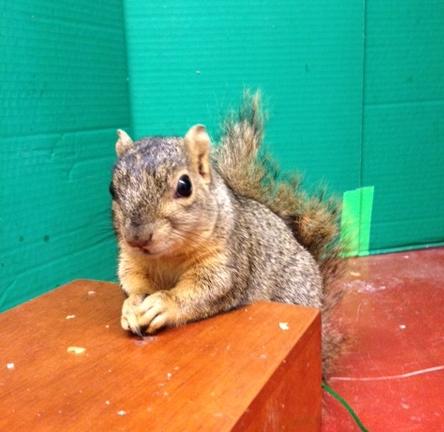 squirrel on desk