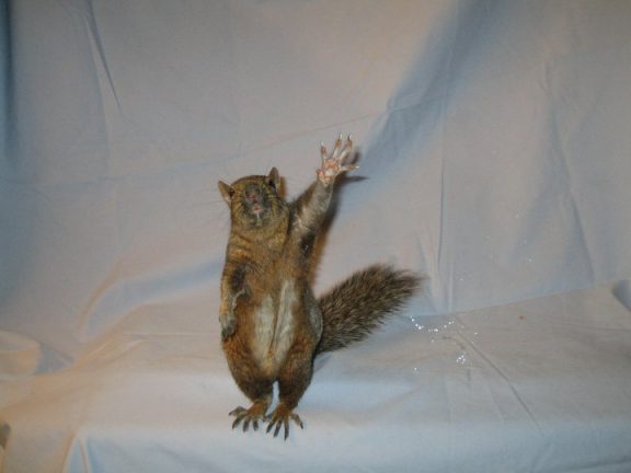 squirrel raising its hand e1596755241141