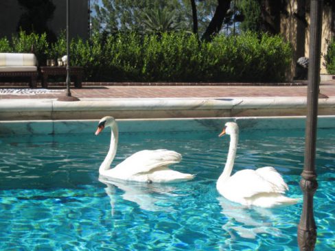 swans in pool e1597346397125