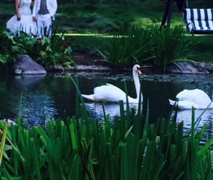 swans wedding e1597346620137