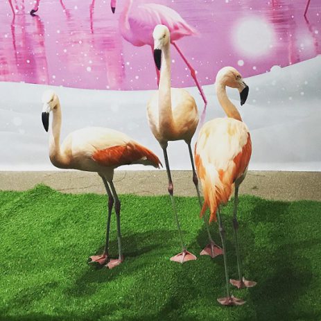 three flamingos e1597353809291