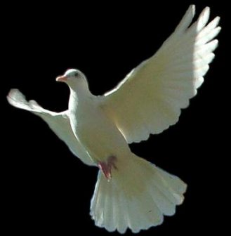 white dove fly e1597088823674