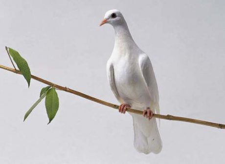 white dove on branch e1597088836610