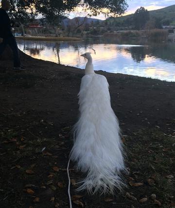 white peacock back