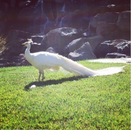 white peacock e1597358790541