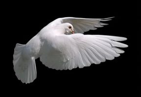 white pigeonflying e1597092110276