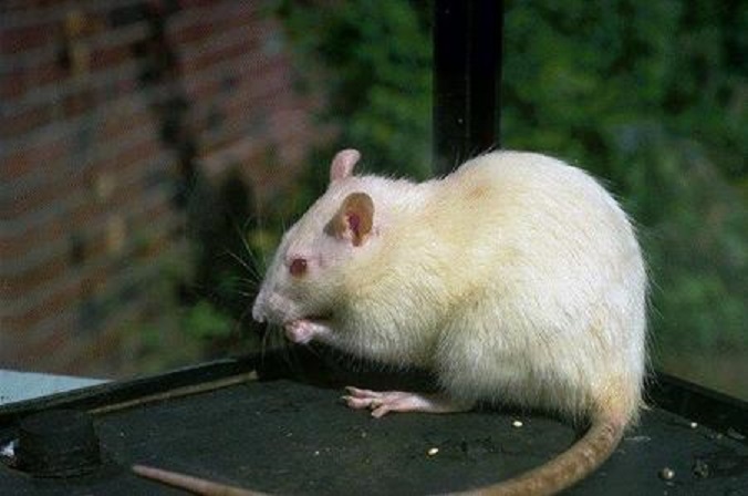 white rat