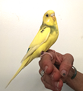 yellow keet on hand e1597178720478