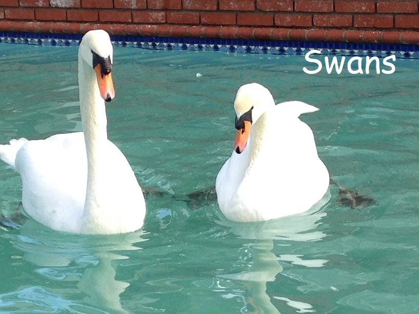 Swans in pool