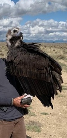 Vulture on Arm