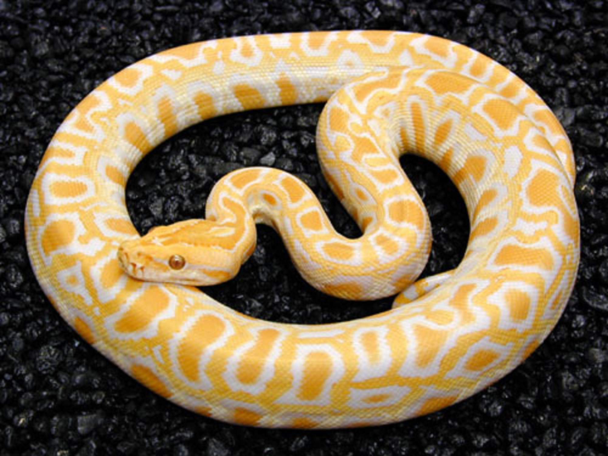 burmese20python20albino