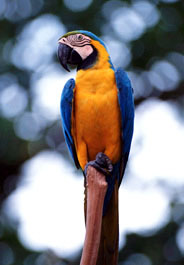 BG macaw