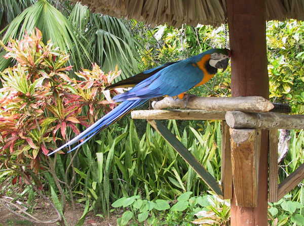 macaw blue and gold