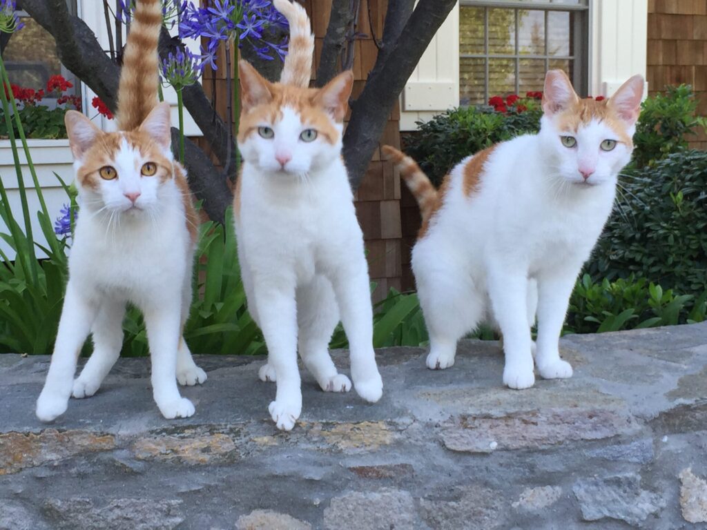 Sasha Team of white and orange trained cats