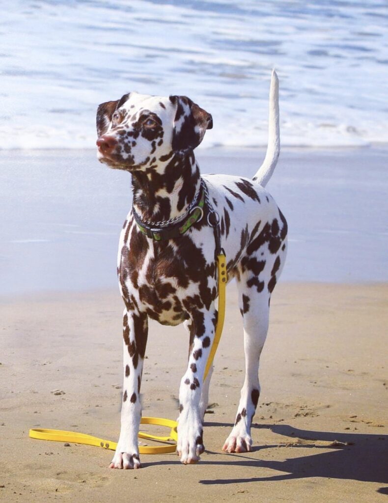 Bebe the dalmatian on the beach