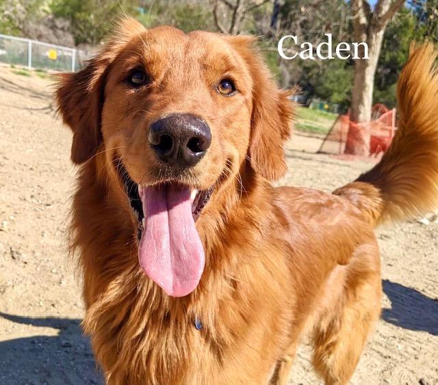 Caden the golden retriever