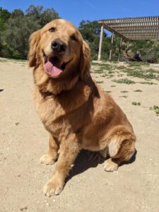 Mooshu the golden retriever