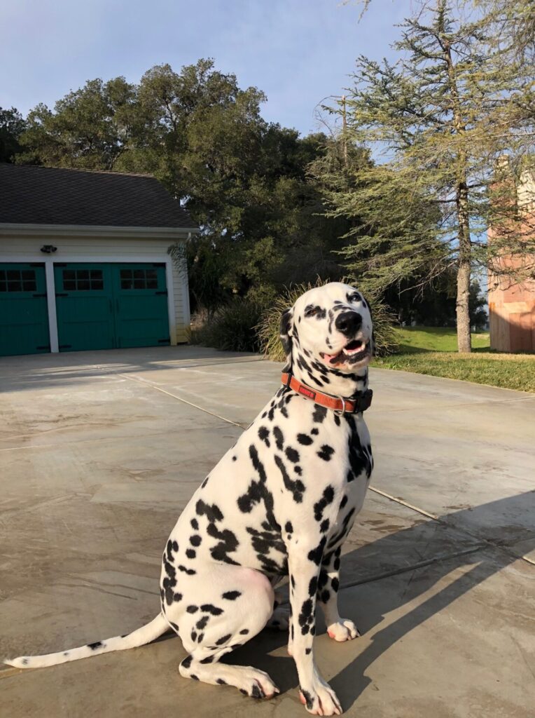 Casper the dalmatian