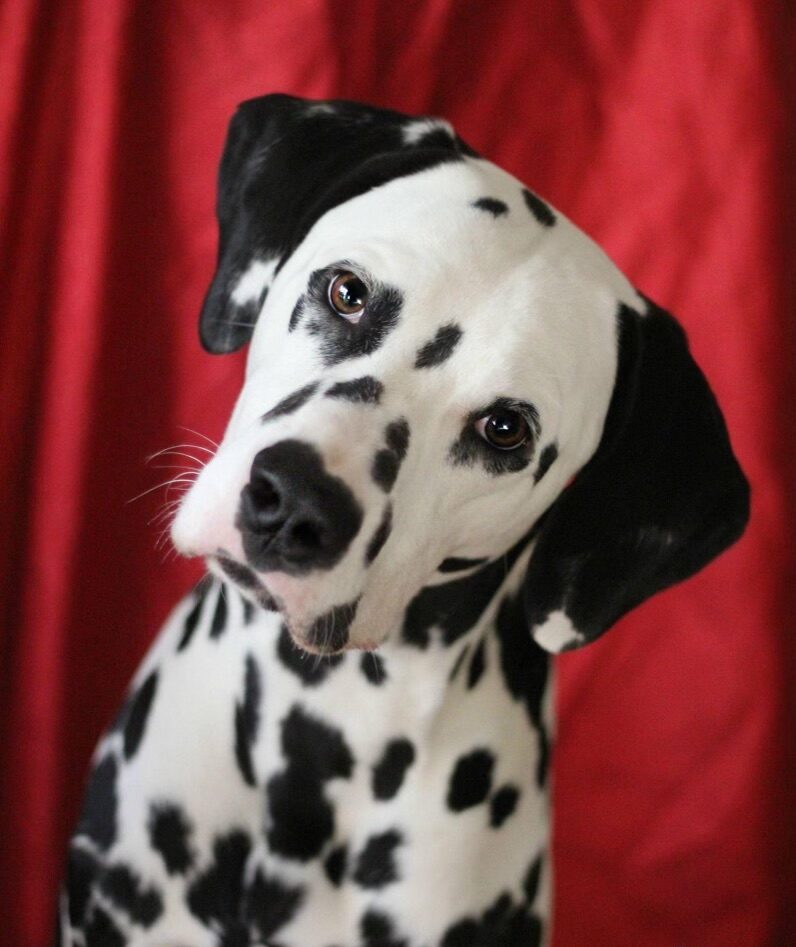 Jinx the dalmatian