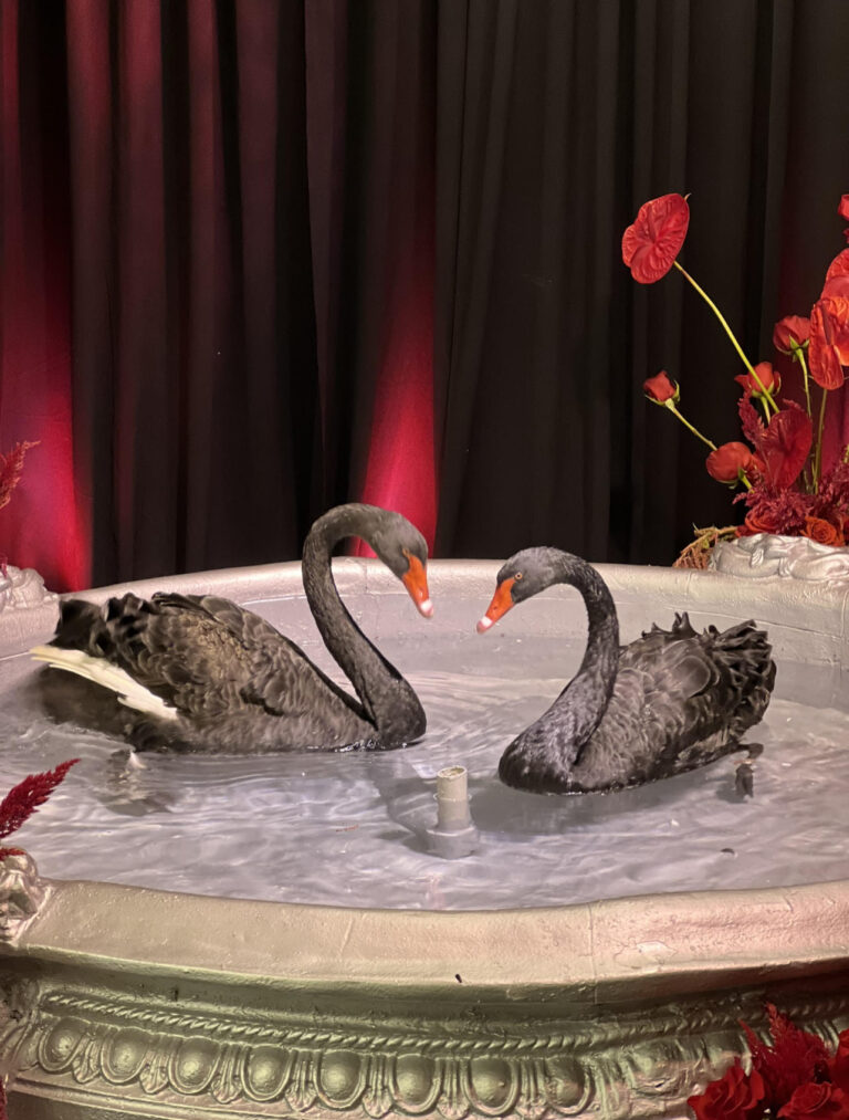 Rent Black Swans for weddings and events