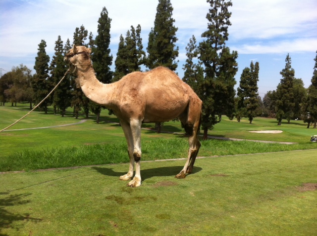 Event camel for hire, offering unique entertainment and photo opportunities at parties and gatherings