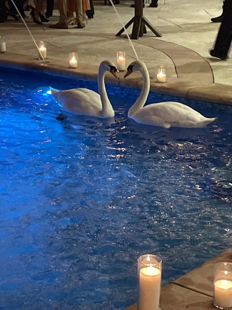Swans for hire