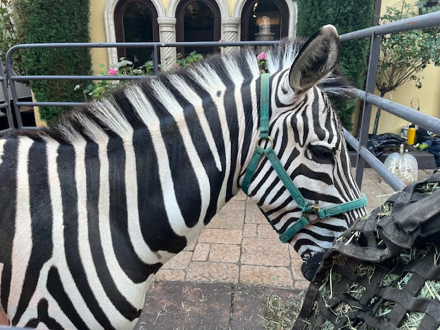 Trained zebra available for hire at events, standing with green harness – perfect for parties, corporate events, and photoshoots.