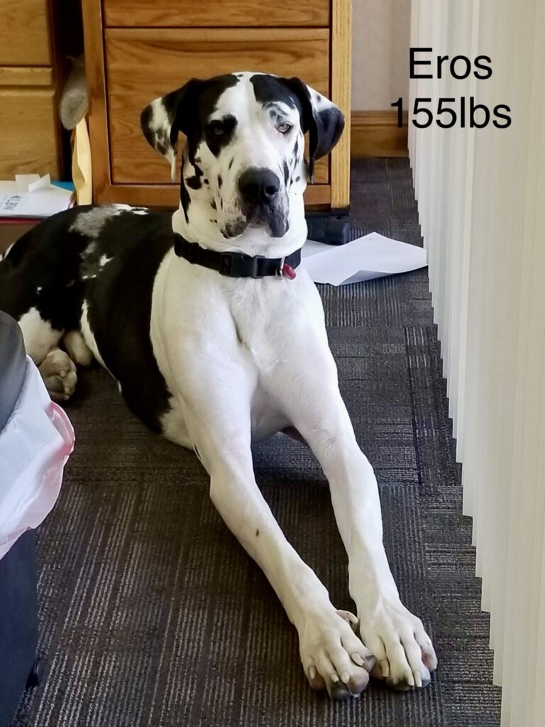 Gentle giant Eros, a 155# Great Dane for hire