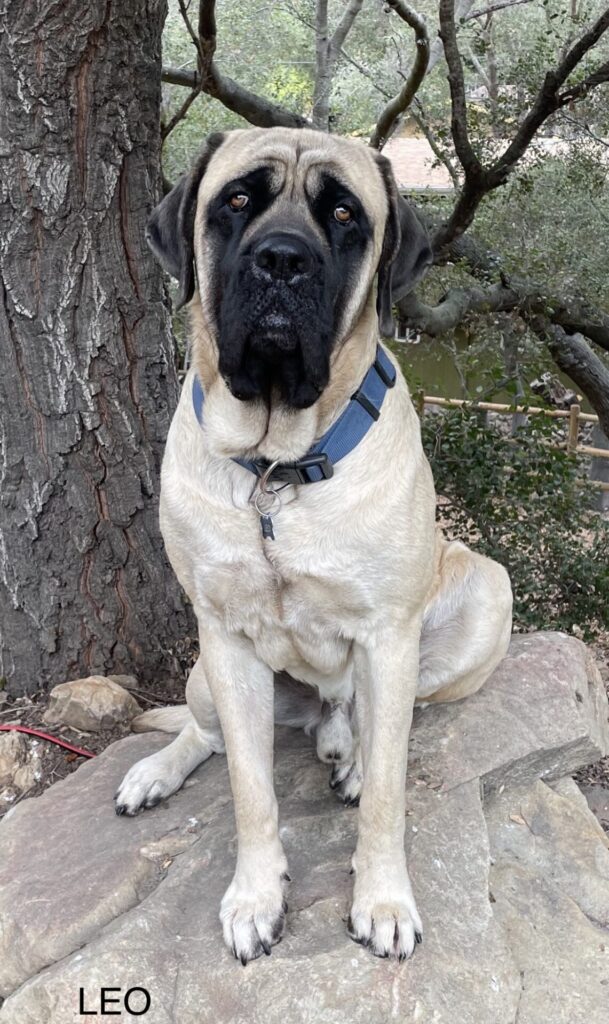 Trained Mastiff available for film, TV, and events