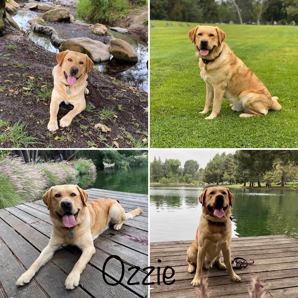 Meet Ozzie, a a 75# yellow Labrador available for hire