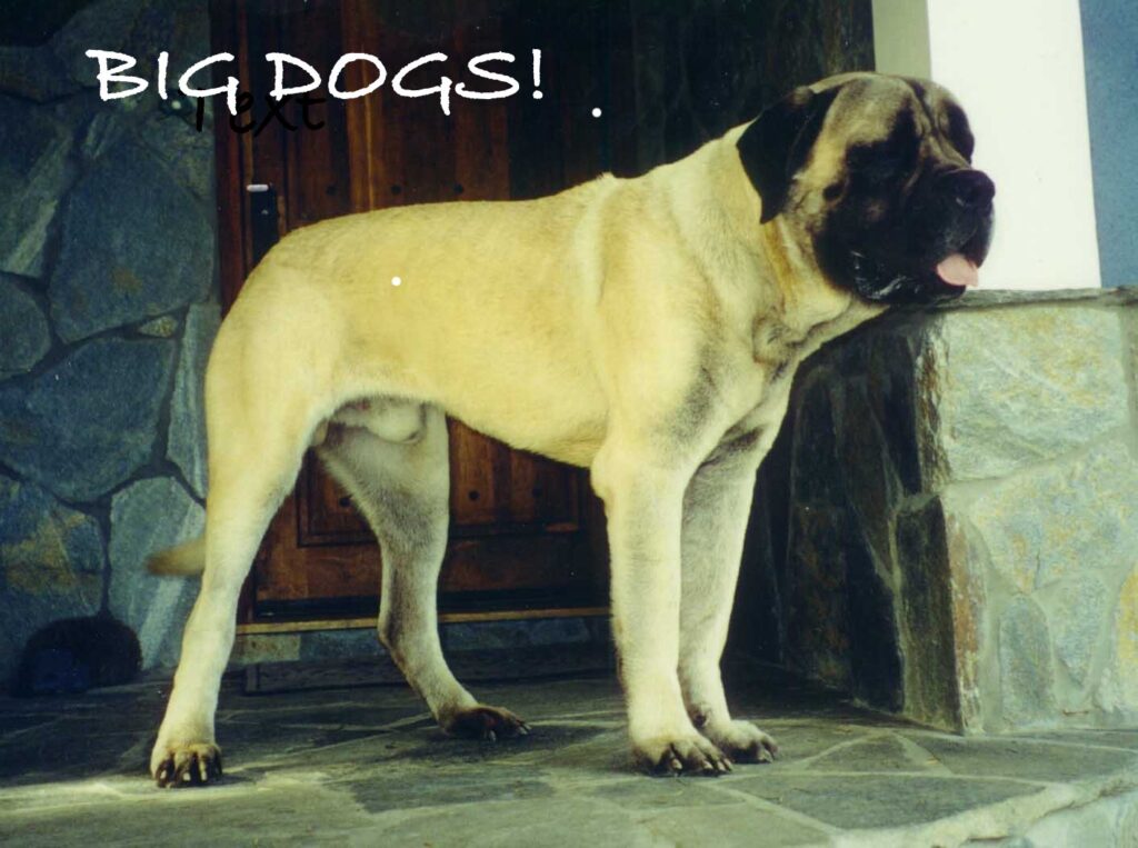 Trained large dogs available for film, TV, and events