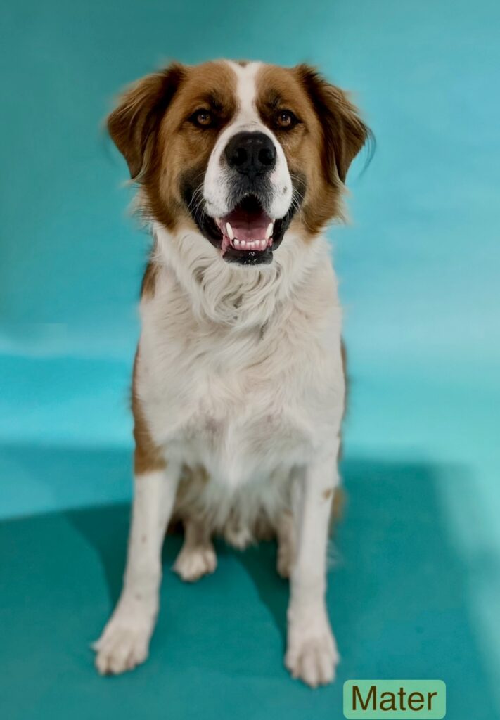 Mater, a 115-pound trained St. Bernard mix available for film and events